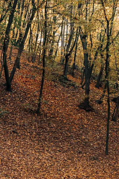 Folhas amarelas caídas perto de árvores na floresta de outono — Fotografia de Stock