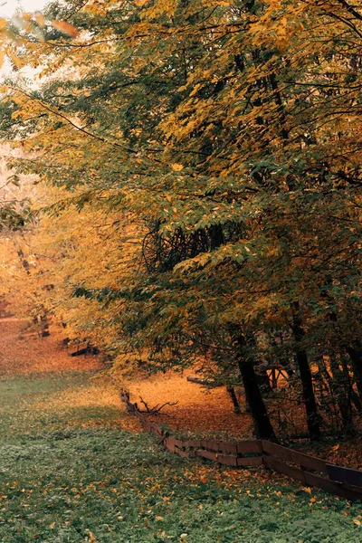 Осенние листья на ветвях деревьев в тихом лесу — стоковое фото