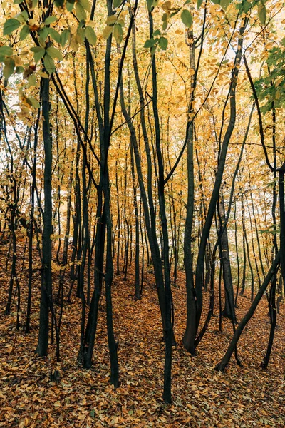 Желтые опавшие листья на земле возле деревьев в лесу — стоковое фото