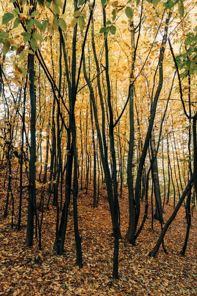 Feuilles jaunes tombées sur le sol près des arbres dans la forêt — Photo de stock