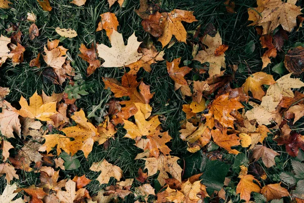 Feuilles dorées tombées sur herbe verte — Photo de stock