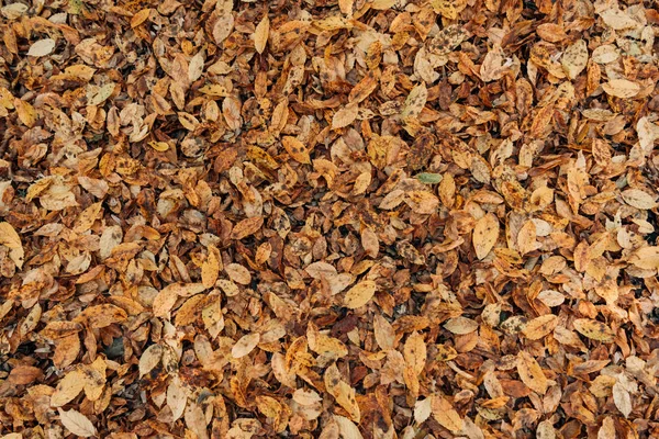 Close up of dry fallen leaves on ground — Stock Photo