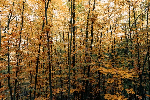 Foglie autunnali sui rami degli alberi nel parco — Foto stock