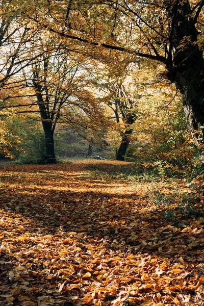 Soleil sur les feuilles d'automne tombées dans le parc — Photo de stock