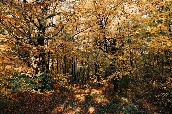 Sunshine in yellow autumn forest with trees — Stock Photo