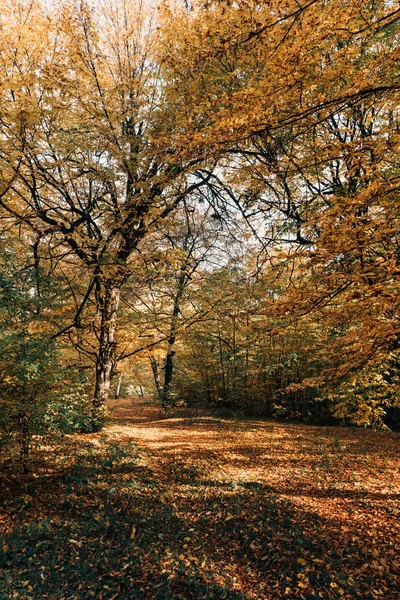 Hojas de otoño en ramas de árboles en un bosque tranquilo - foto de stock