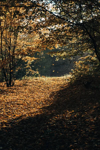 Luz solar sobre hojas amarillas caídas en el bosque otoñal - foto de stock