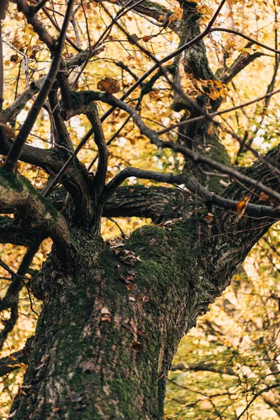 Foco seletivo da árvore velha com folhas amarelas — Fotografia de Stock