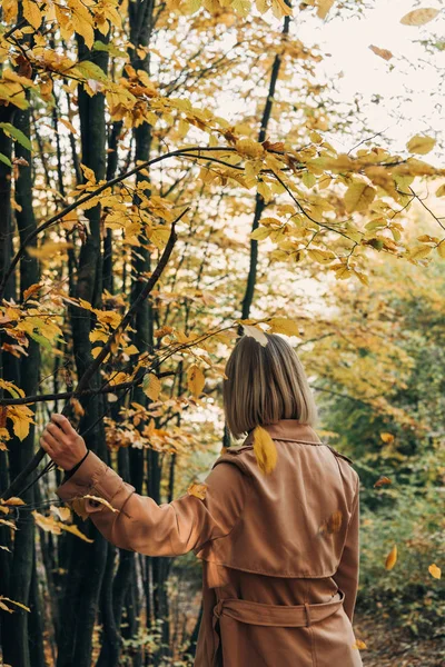 Vista posterior de la mujer caminando en el bosque de otoño y tocando la rama del árbol - foto de stock
