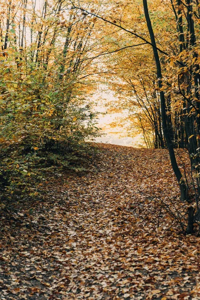 Hojas doradas caídas en el camino en el bosque de otoño - foto de stock