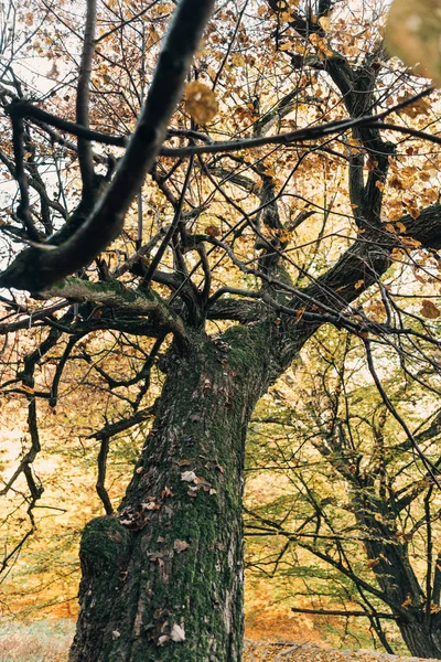 Concentration sélective du vieil arbre avec des feuilles sur les branches — Photo de stock