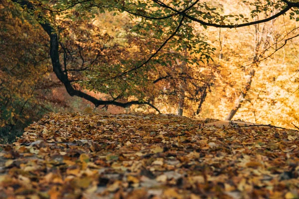 Foco seletivo de folhas douradas na floresta de outono — Fotografia de Stock