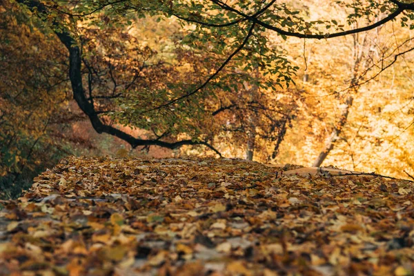 Focus selettivo delle foglie d'oro nella foresta autunnale — Foto stock