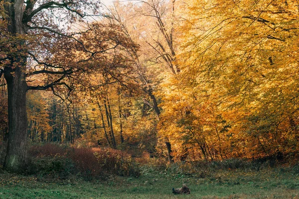 Beautiful landscape of peaceful forest in autumn — Stock Photo
