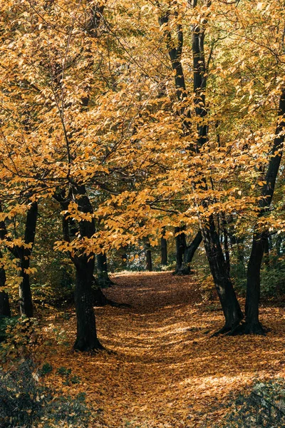 Hojas doradas en ramas de árboles en bosque otoñal - foto de stock