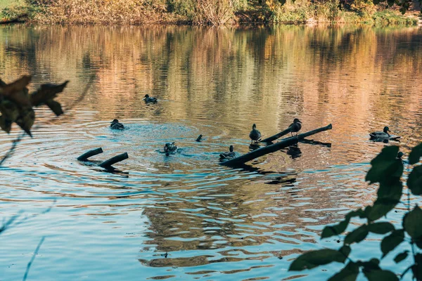 Foco seletivo de patos selvagens nadando no lago — Fotografia de Stock
