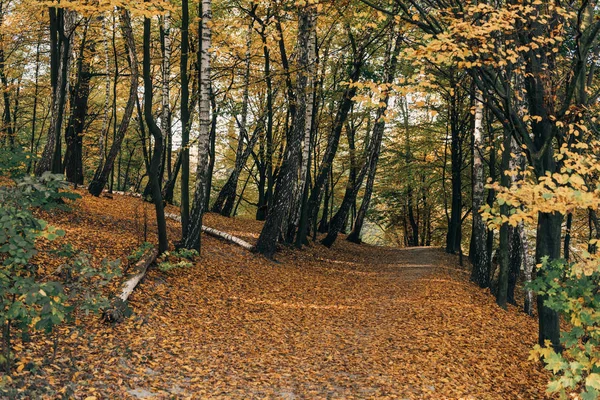 Hojas caídas en camino en bosque otoñal - foto de stock