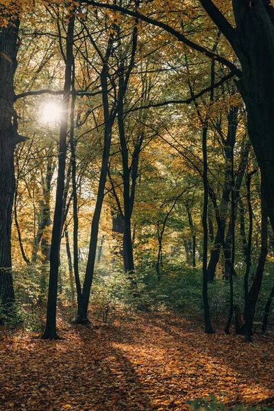 Luz do sol na floresta amarela de outono com folhas caídas — Fotografia de Stock