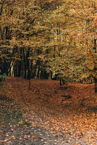 Hojas amarillas caídas en el parque de otoño - foto de stock