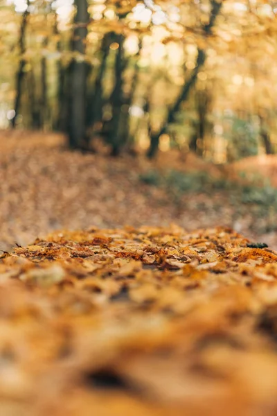 Селективный фокус опавших золотых листьев в лесу — стоковое фото