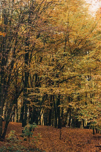 Hojas amarillas en ramas de árboles en bosque - foto de stock