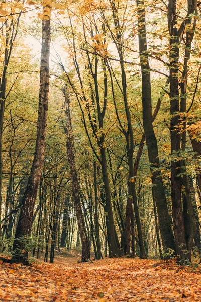 Feuilles tombées près de grands arbres dans la forêt d'automne — Photo de stock