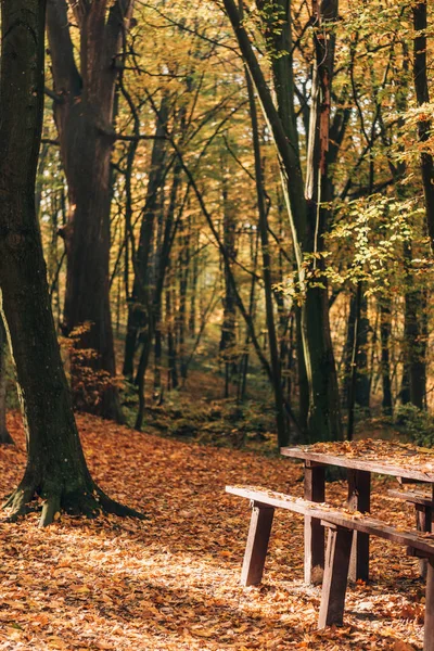 La luz del sol en bancos de madera y mesa en el bosque de otoño - foto de stock