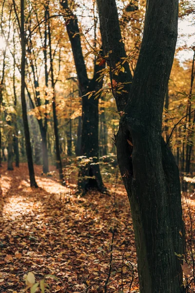 Вибірковий фокус стовбурів дерев в осінньому лісі — стокове фото