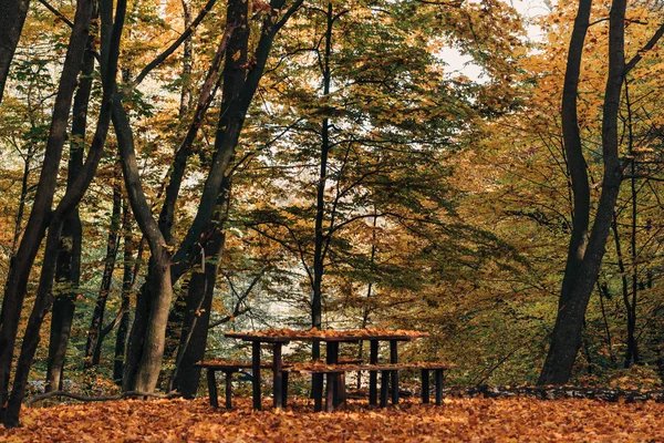 Bancos y mesa de madera en un tranquilo bosque otoñal - foto de stock