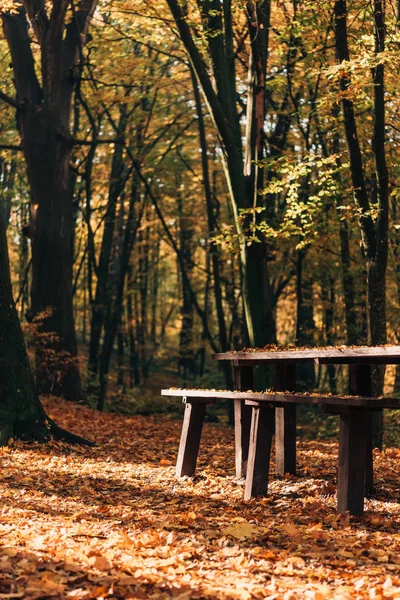 Sonne auf umgefallenem Laub in der Nähe von Holzbänken und Tisch im Wald — Stockfoto