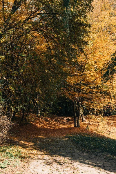 Осенний лес с листьями на ветвях деревьев — стоковое фото