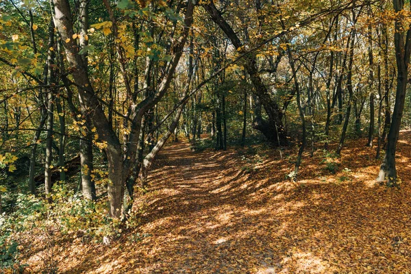 Bosque de otoño pacífico con hojas caídas - foto de stock