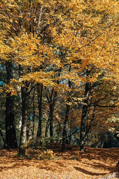 Sonnenlicht durch Baumzweige im goldenen Wald — Stockfoto