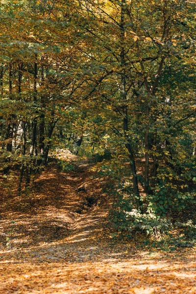 Bosque otoñal con hojas caídas y árboles verdes - foto de stock