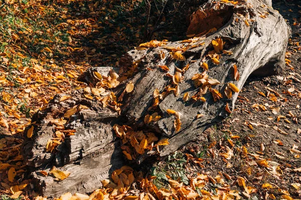 Feuilles d'automne tombées près d'énormes billes de bois — Photo de stock