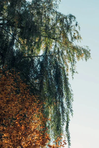 Нижний вид плачущей ивы и голубого неба — стоковое фото