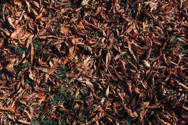 Gros plan des feuilles brunes sèches sur le sol — Photo de stock