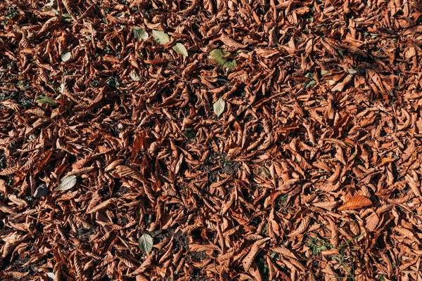 Close up of dry brown leaves on ground — Stock Photo