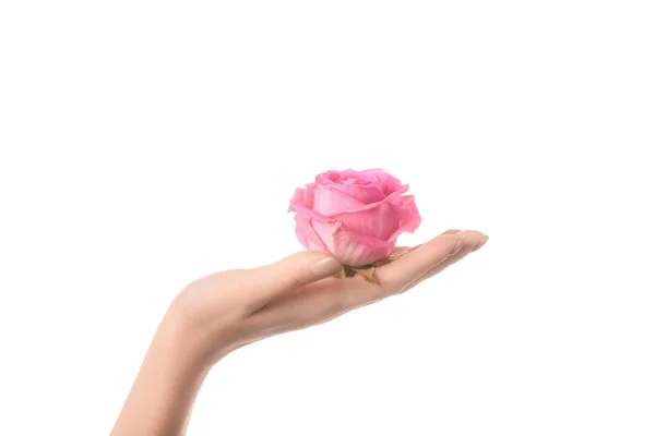 Partial view of woman holding pink rose flower in palm isolated on white — Stock Photo