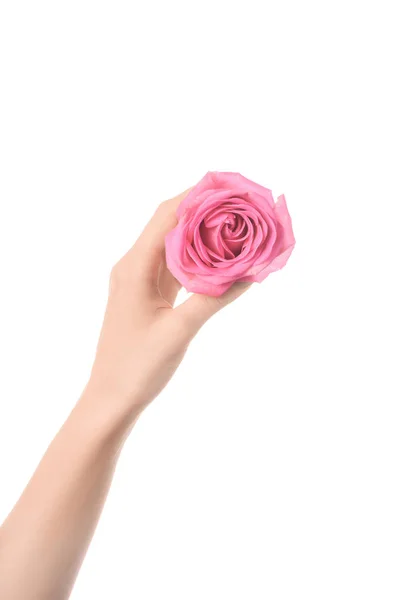 Cropped view of woman holding pink rose flower in hand isolated on white — Stock Photo