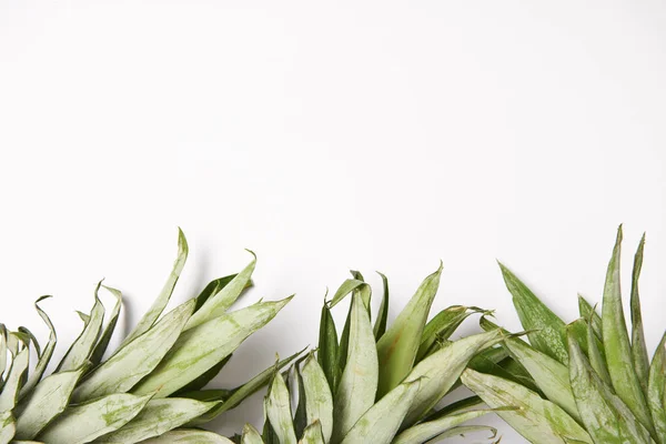 Fresth green pineapple leaves on white background — Stock Photo