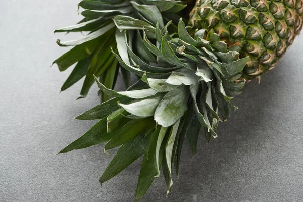 Primo piano di foglie di ananas verde su sfondo grigio — Foto stock