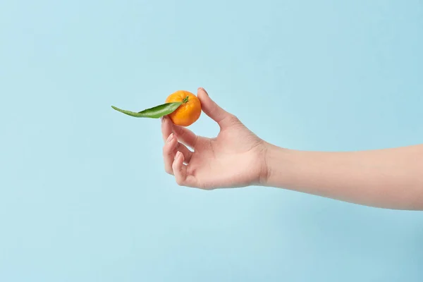 Cropped view of woman holding tangerine with green leaf in hand isolated on blue — Stock Photo