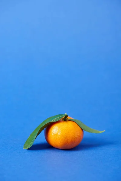 Mandarine biologique juteuse avec zeste et feuilles vertes sur fond bleu — Photo de stock