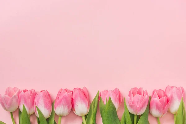 Tulipes roses disposées en rangée sur fond rose avec espace de copie — Photo de stock