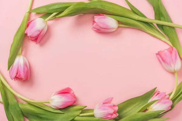 Tulipanes rosa dispuestos en ovalado sobre fondo rosa con espacio para copiar — Stock Photo