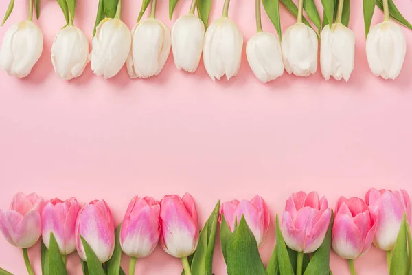 Tulipes roses et blanches disposées en rangées sur fond rose avec espace de copie — Photo de stock