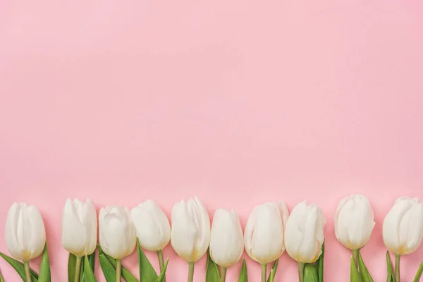 Білі тюльпани, розташовані в ряд на рожевому фоні з копіювальним простором — стокове фото