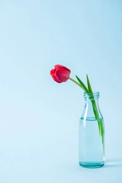 Tulipe rouge dans un vase en verre transparent sur fond bleu — Photo de stock