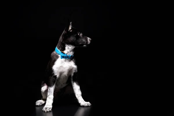 Bonito mgrel cão no azul colar isolado no preto — Fotografia de Stock